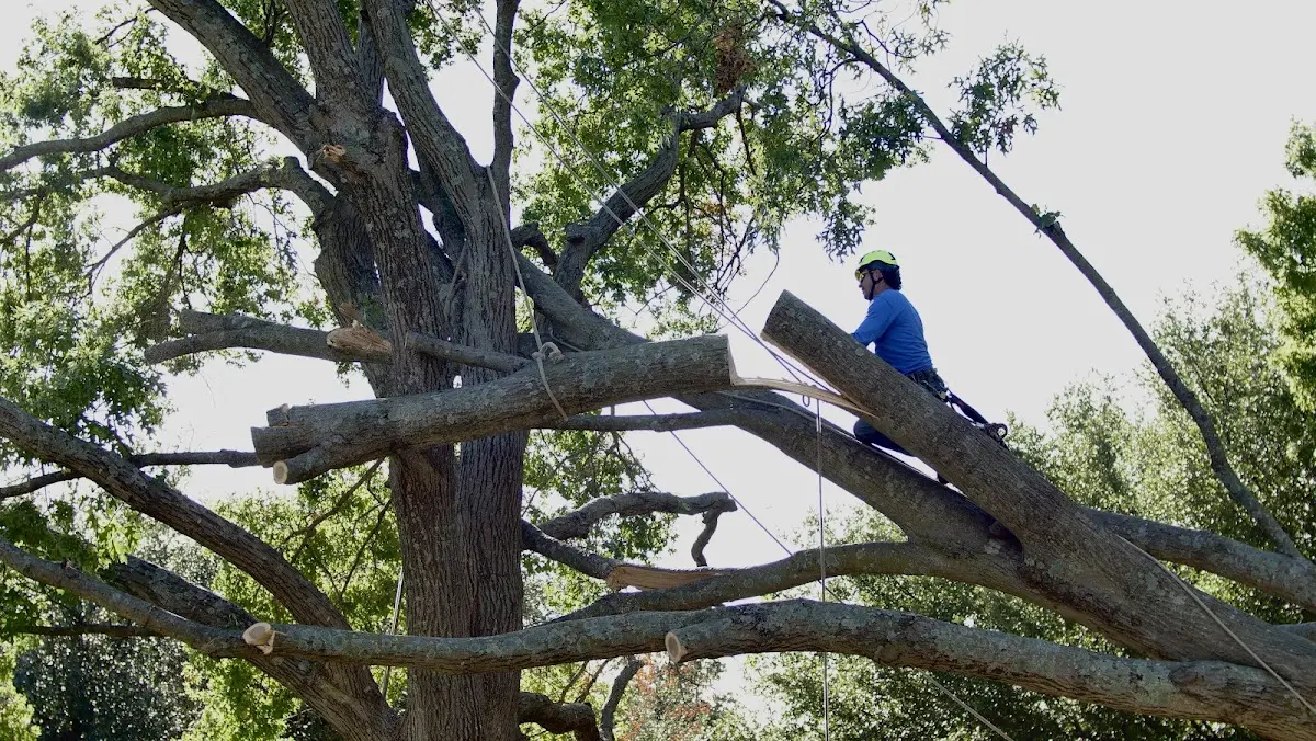 Professional Crown Thinning performed by certified arborists in Sheyenne