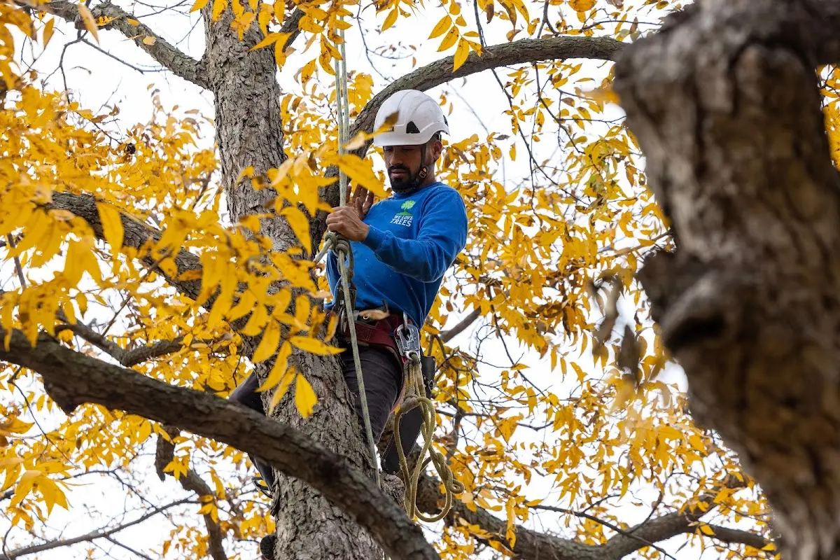 Skilled Tree Transplanting crew working in Sheyenne